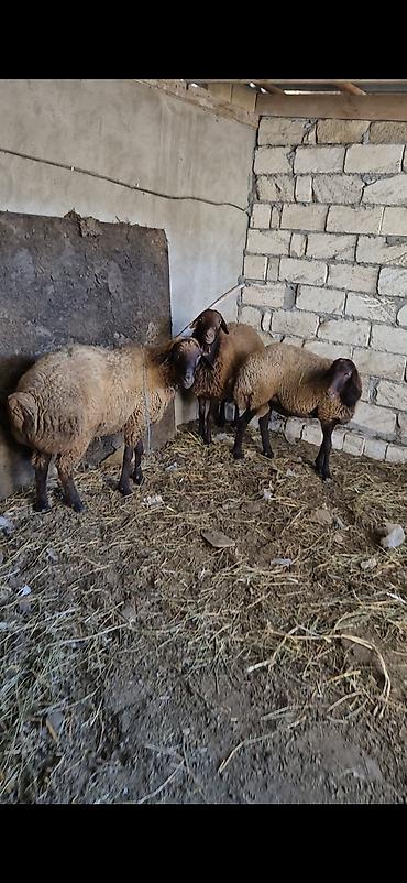 Qoyunlar, qoçlar: 3 eded qoçlar cavan heyvanlardi 1inin 1yaşi olub qalanlari cavandi — 6
