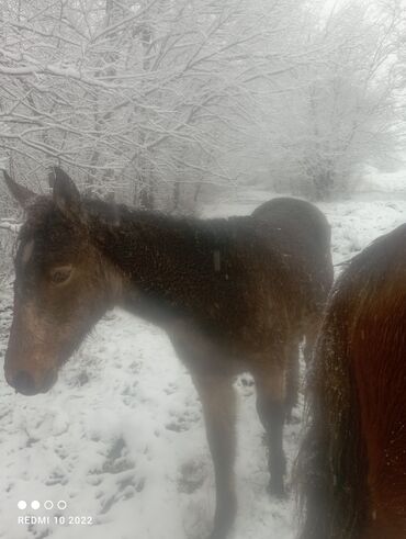 Лошади, кони: Продаю | Кобыла (самка) | Для разведения — 4
