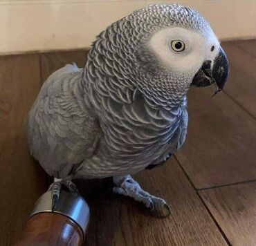 974 ads for count | lalafo.gr: African gray parrots for sale Lovely African Gray now available. They