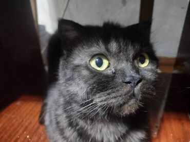 Продажа кошек: Ангорская, 10 месяцев, Девочка, Белый, Приучена к лотку — 9