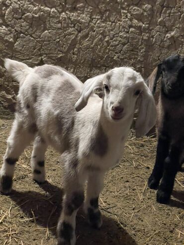 Козы, козлы: Продаю | Козлёнок | Для разведения — 9