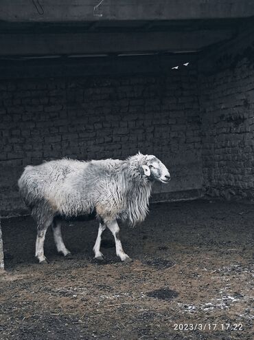 кой овца: Сатам | Кочкор (эркек) | Көбөйтүү үчүн