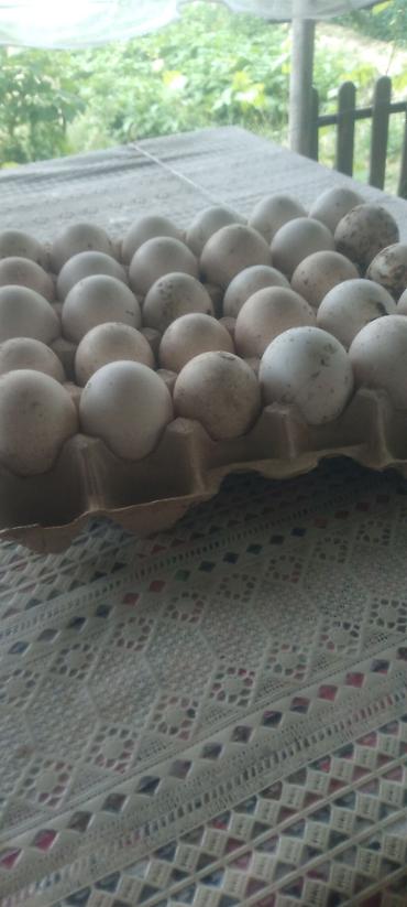 kirpi eti satışı: Təbii kənd yumurtası – 30-luq viyadda - Ağ rəngli, müxtəlif ölçülü — 2