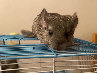 Шиншиллы: ГОТОВЫ К БРОНИРОВАНИЮ 3 ШИНШИЛЛЫ 2 мальчика1 девочка Дата рождения — 7