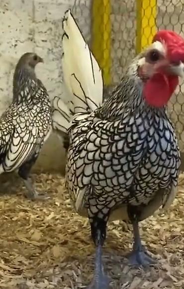 ayam cemani: Xoruz, il: 1, Pulsuz çatdırılma — 8