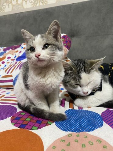 отдам котенка в добрые руки: Котята даром в хорошие руки Обе девочки, маленькой на вид месяц