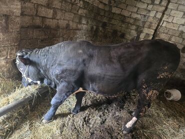 Dana, buzov: Dana, buzov, Erkək, Simental, ay: 2, 290 kq, Ətlik, Ödənişli çatdırılma lalafo.az -da Dana, buzov: Dana, buzov, Erkək, Simental, ay: 2, 290 kq, Ətlik, Ödənişli çatdırılma