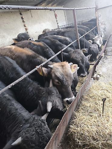 Коровы, быки: Продаю | Бык (самец) — 3