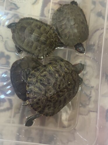 Другие животные: Красноухие черепашки,самые низкие цены,разным размеров и — 10