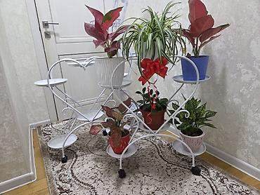 Полка, этажерка для цветов, Новый, Железо, Самовывоз at lalafo.kg Полка, этажерка для цветов, Новый, Железо, Самовывоз