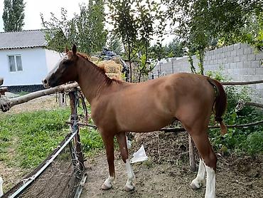 Животные: Продаю | Конь (самец) | Мерин — 2