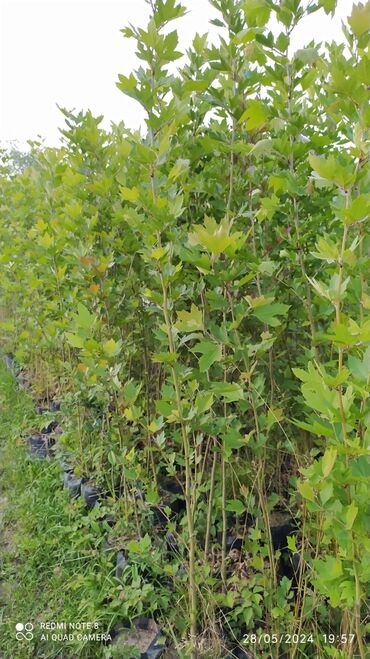 bonsai ağacı haqqında məlumat: Xan çinari her qiymete olani var sifariş ucun elaqe saxliya bilersiz