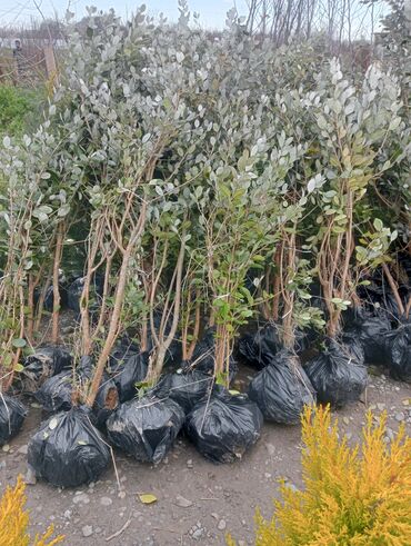 Şitillər: Toptan ve perakende formada yasil ve meyve agaclarin satisi🌴🌳🌱🍃 -da lalafo.az — 9 Şitillər: Toptan ve perakende formada yasil ve meyve agaclarin satisi🌴🌳🌱🍃 — 9