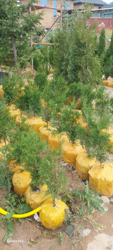 Декоративные деревья: Саженцы деревьев: Туи, Платная доставка — 3