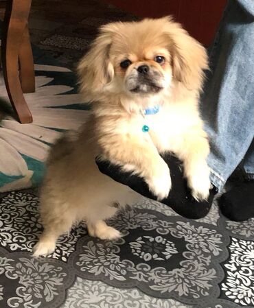 İtlər: Pekines, 6 ay, Erkek, Ünvandan götürmə, Ödənişli çatdırılma