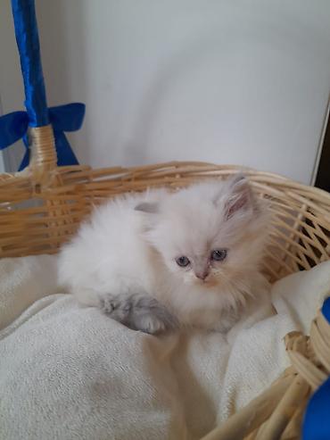 Pişiklər: Britan, Ünvandan götürmə — 9