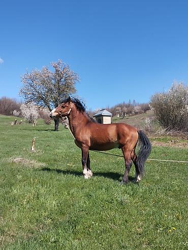 at cilovu: At satılır qarabag atı iri ezeleli Cox mehriban tam sağlam 7yas — 5
