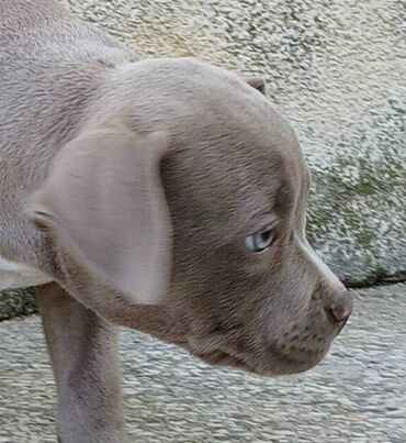 Psi: Američki Buli Poket štenci Prodajem štence rase American Bully Pocket — 7