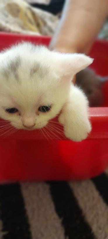 Pişiklər: Erkək, Dişi, Yaxşı əllərə, Ünvandan götürmə, Ödənişli çatdırılma, Rayonlara çatdırılma — 3