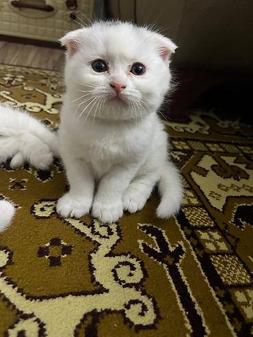 Pişiklər: Şotland — 9