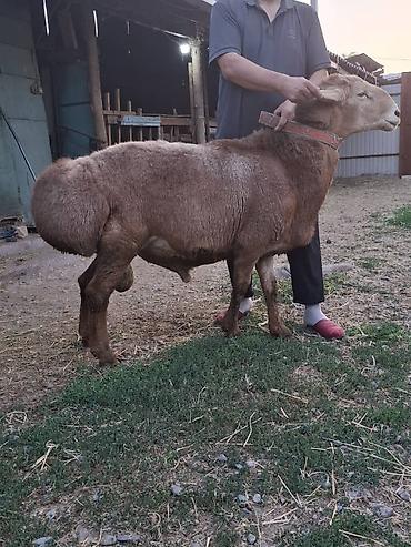 Баран, овца: Продаю | Баран (самец) | Для разведения — 5