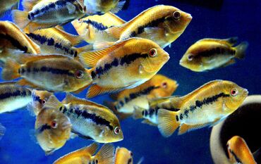 Balıqlar: Cixlid balığı — 3