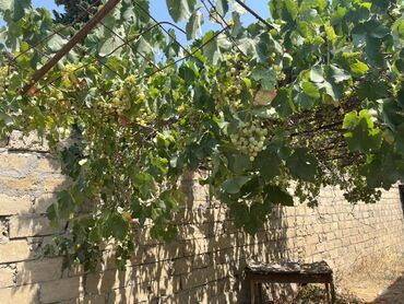 Torpaq sahələrinin satışı: 6 sot, Mülkiyyətçi, Kupça (Çıxarış) — 31