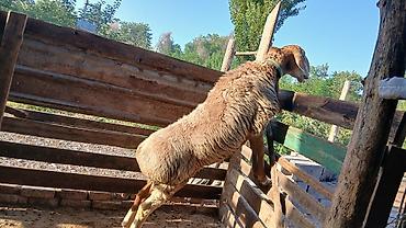 арабский ат: Продаю | Баран (самец) — 2