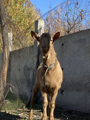 объявления о найденных животных: Сатам | Эчки (ургаачы), Улак, Теке (эркек) | Заанен | Көбөйтүү үчүн