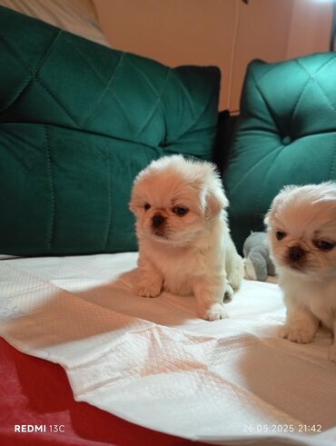 pekines: Pekines, 1 ay, Dişi