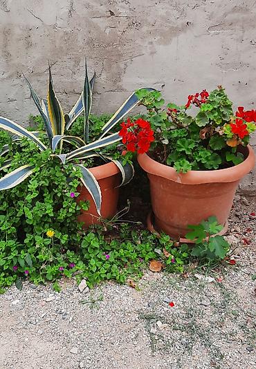 meşə balı: Agave americana ‘Variegata’ – böyük saksıda dekorativ sukkulent - — 3