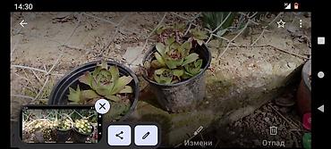 Trotineti, skejtbordovi i hoverbordovi: Električni trotinet MS Energy e10 - Marka/model: MS Energy e10 — 6