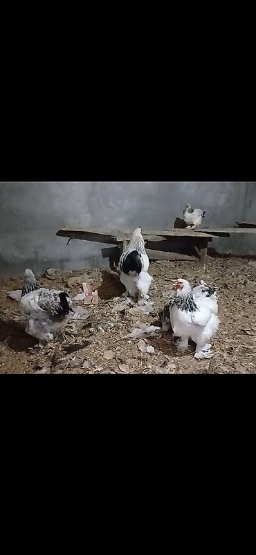 ordək balası və cucə: Toyuq, Brama, Damazlıq — 3