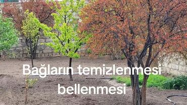 ремонт дверей: Xidmət: Bağların təmizlənməsi və bellənməsi - Otların, quru
