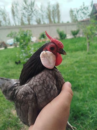 qarğa balası satılır: Minorka ag qulaq yumurtası satılır yalnız — 10
