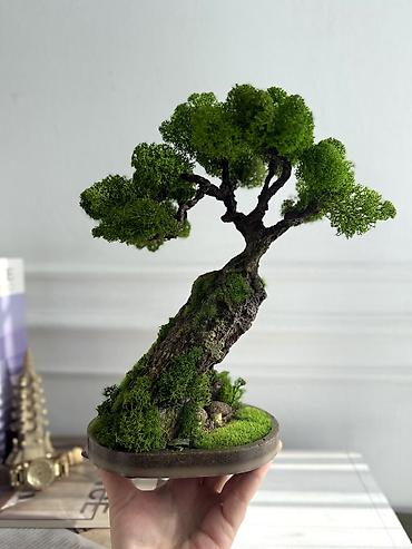 Декоративные цветы: Деревья-бонсай из натурального стабилизированного мха🌳 -это — 61