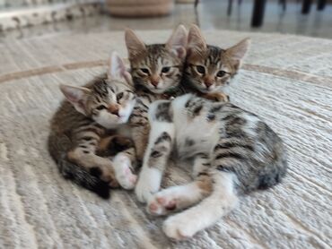 клетка для животных: 3 котят, одна девочка и 2 мальчика, появились на свет 15 Апреля, в