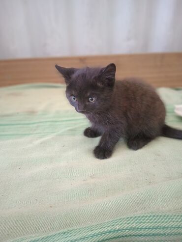 Отдам даром кошку: Кошка даром: Беспородная, 1 месяц, Девочка, Приучена к лотку, Проглистована