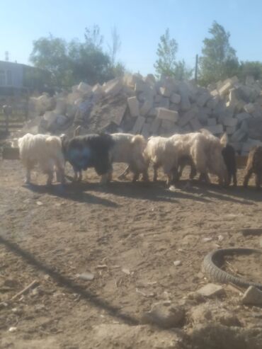 Keçi, çəpiş: Qoyun-keçi təsərrüfatı üçün erkək və dişi keçilər - Cins: yerli — 9