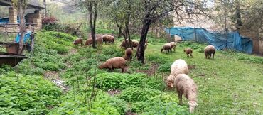 sudluk inekler satisi: Dişi, il: 1, 1 kq, Damazlıq, Südlük, Ünvandan götürmə, Pulsuz çatdırılma, Ödənişli çatdırılma