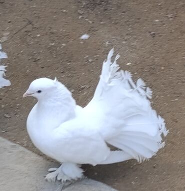 котят в добрые руки: 2 erkəy, 2 maya. Təmmiz london pavlinləridi. Lələkləri uzundu