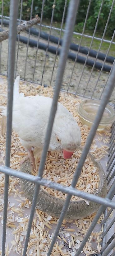 купить какаду: Ağ rəngli papuqay (halqalı kakadu tipli, orta ölçülü). Xüsusiyyətlər — 3
