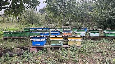 bal arisi satisi: 🐝 Arı ailələri satılır! 29 ədəd arı yeşiyi bir yerdə satılır — 4