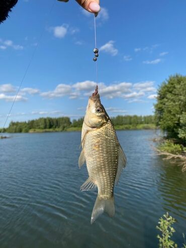 цены на мясо говядины: Срочно продаю рыбу подросток от 300 грамм до 600 грамм Толстолоб