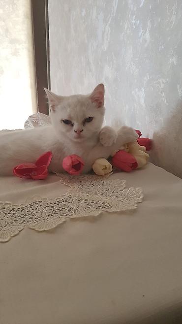 ev pişiyleri: Şotland, Dişi, Yaxşı əllərə, Ünvandan götürmə, Ödənişli çatdırılma — 2
