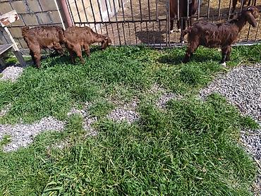 Digər kənd təsərrüfatı heyvanları: Hələb keçiləri satılır.2ana 5bala — 14