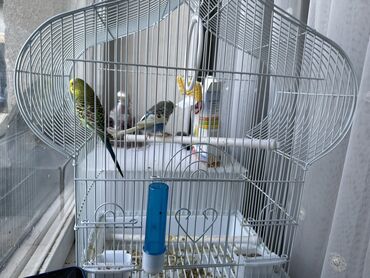 А/ч жаныбарлары үчүн тоюттар: Волнистые попугаи