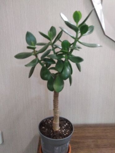 Другие комнатные растения: Суккуленты. каждый 300 сом.Алоэ 500. Молодая гвардия — 3