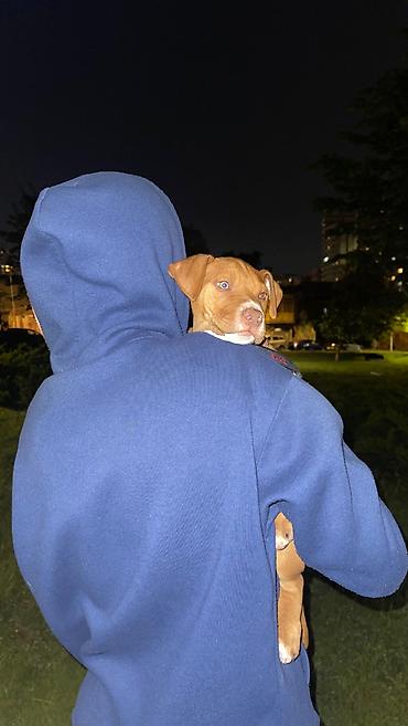 pitbull balaları: Pitbul, 2 ay, Erkək, Peyvəndli, Ünvandan götürmə — 1