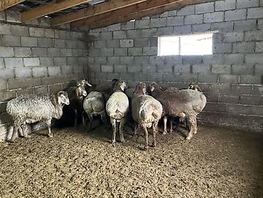 Баран, овца: Продаю | Баран (самец) | Гиссарская | На забой, Для разведения — 3